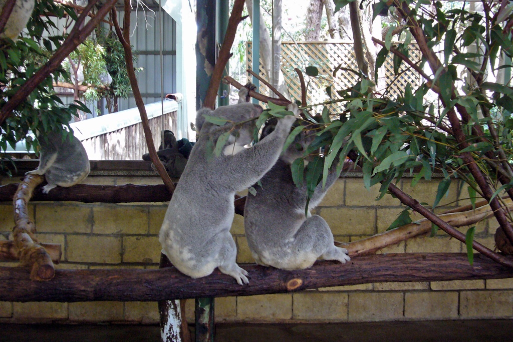 Koalas Eating Leaves